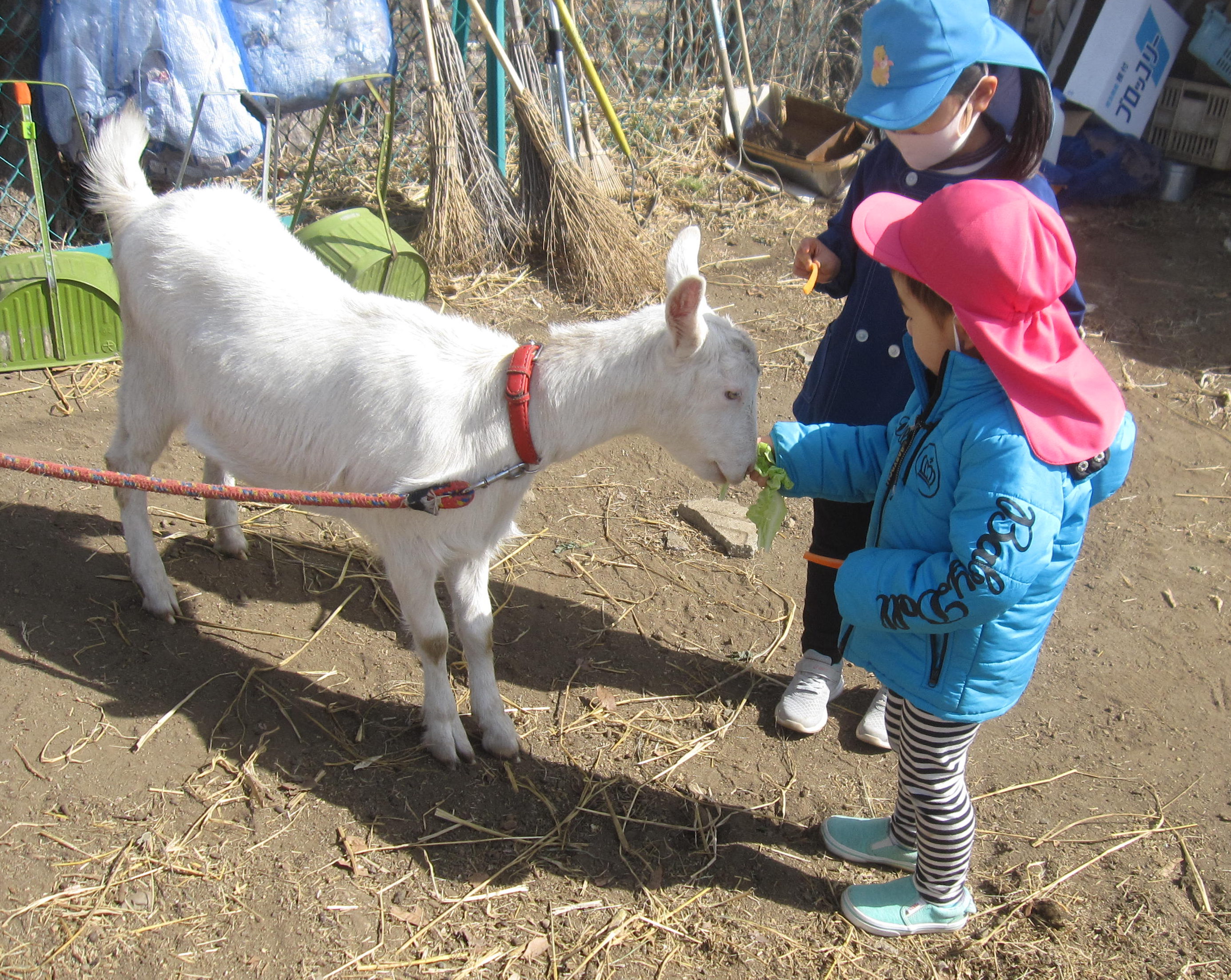 ありがとう さようなら ヤギさん 信州やまほいくの郷